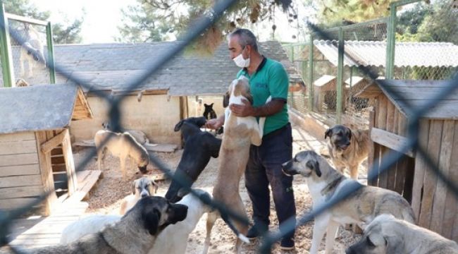 Yaralanan ve kaçakçılardan kurtarılan hayvanlar Gaziantep'te hayata tutunuyor