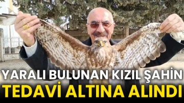 Yaralı bulunan kızıl şahin tedavi altına alındı