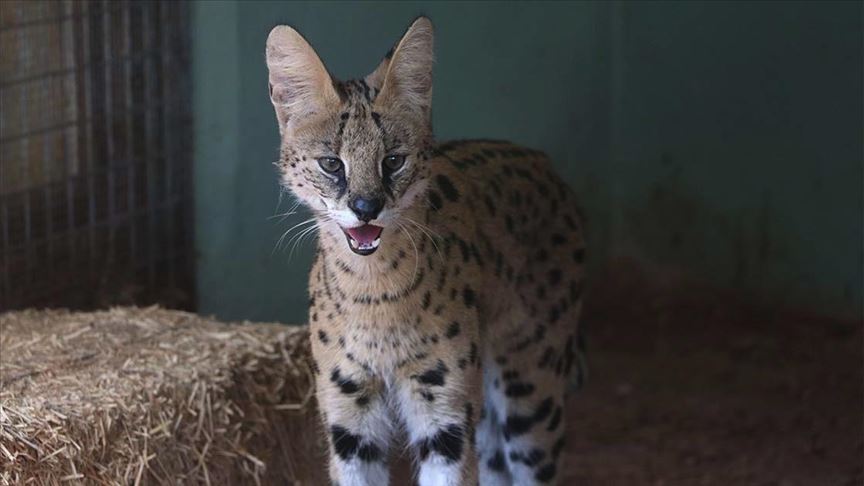 Yaralı yabani ve kaçak hayvanlar Gaziantep Hayvanat Bahçesi’nde yaşama tutunuyor