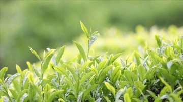 Yaş &ccedil;ay fark &ouml;demeleri 2022 yılı &uuml;retim sezonunda satılan &ccedil;ay miktarına g&ouml;re hesaplanacak