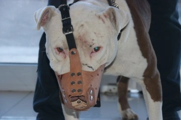 ‘Yasaklı ırk’ köpek sahipleri silah alamıyor, saldırgan köpek yetiştiriyor