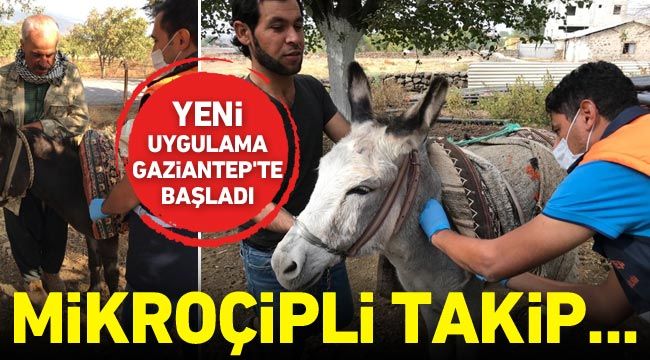 Yeni uygulama Gaziantep'te başladı: At ve eşeklere mikroçipli takip