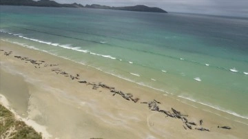 Yeni Zelanda'nın Pitt Adası'nda 240 pilot balina telef oldu