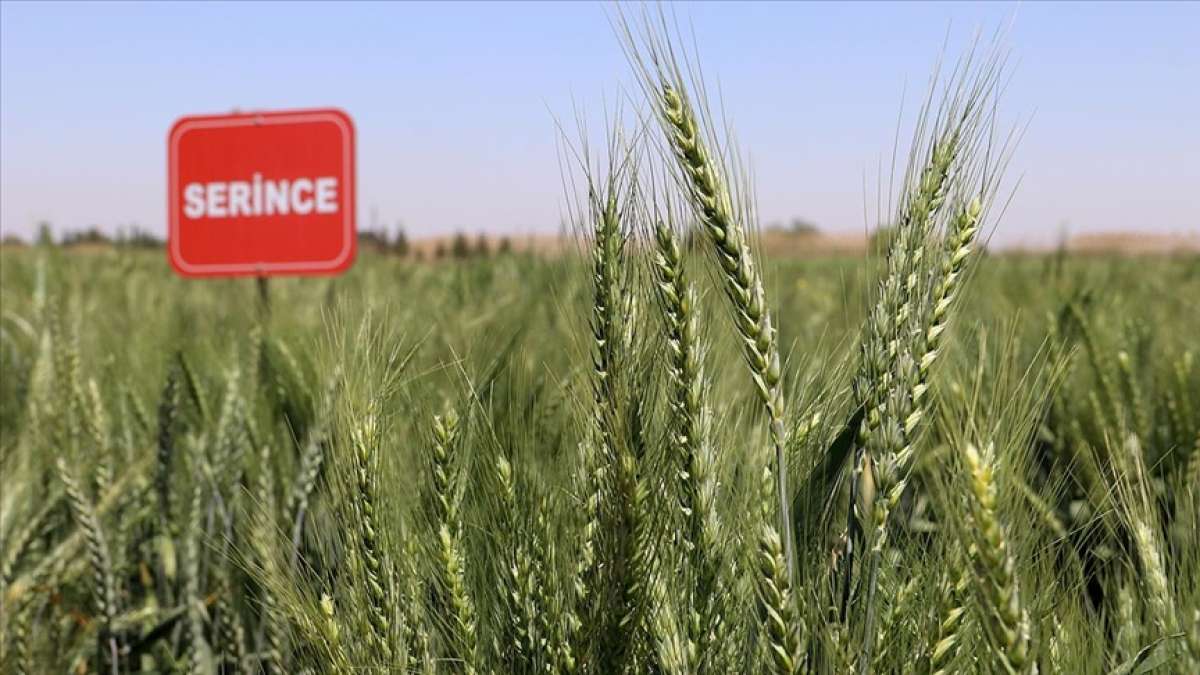 Yerli buğdaylar 'Serince' ve 'Cudi 63' ile rekolte yüzde 20 artacak