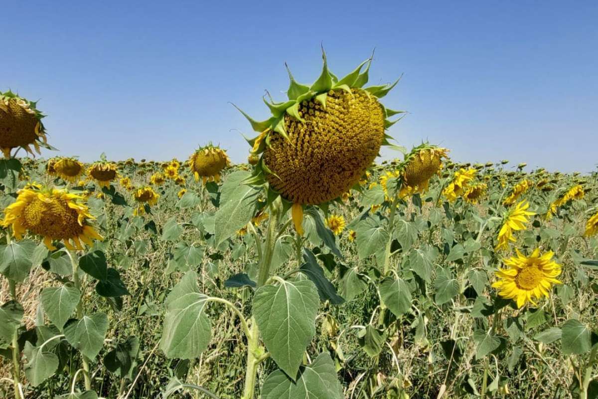 Yerli ve milli ayçiçeği tohumu 2022'de dünya piyasasına çıkıyor