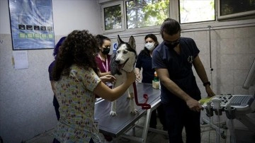 Yılda 35 bin "can" Ankara Üniversitesindeki veteriner hekimlerin ellerinde şifa buluyor