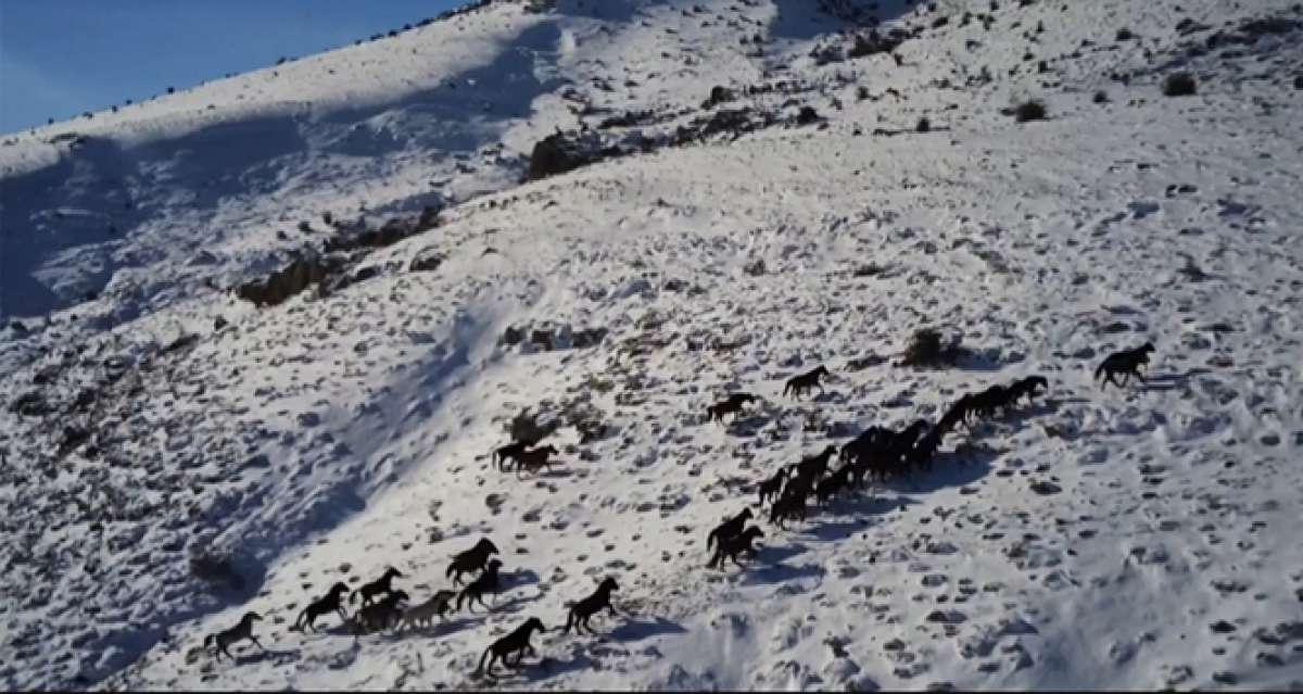 Yılkı atları drone ile görüntülendi