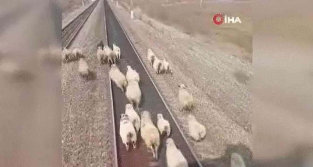 Yük treni koyun sürüsüne çarpmaktan son anda kurtuldu
