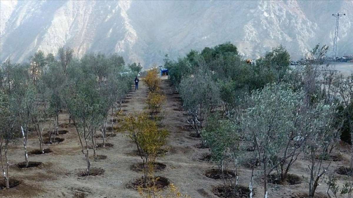 Yusufeli yeni yerleşim yerine taşınan 15 bin ağaç 111 dekar alana dikildi