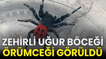 Zehirli uğur böceği örümceği görüldü