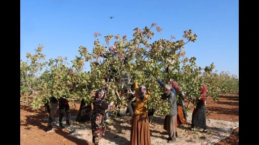 Zirai don, kuraklık ve yok yılı Antep fıstığı rekoltesini düşürdü