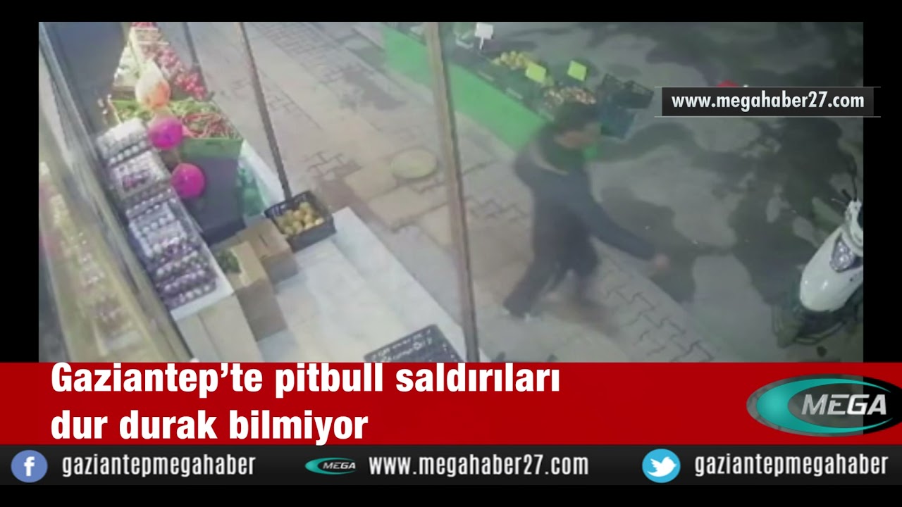 Gaziantep’te pitbull saldırıları dur durak bilmiyor
