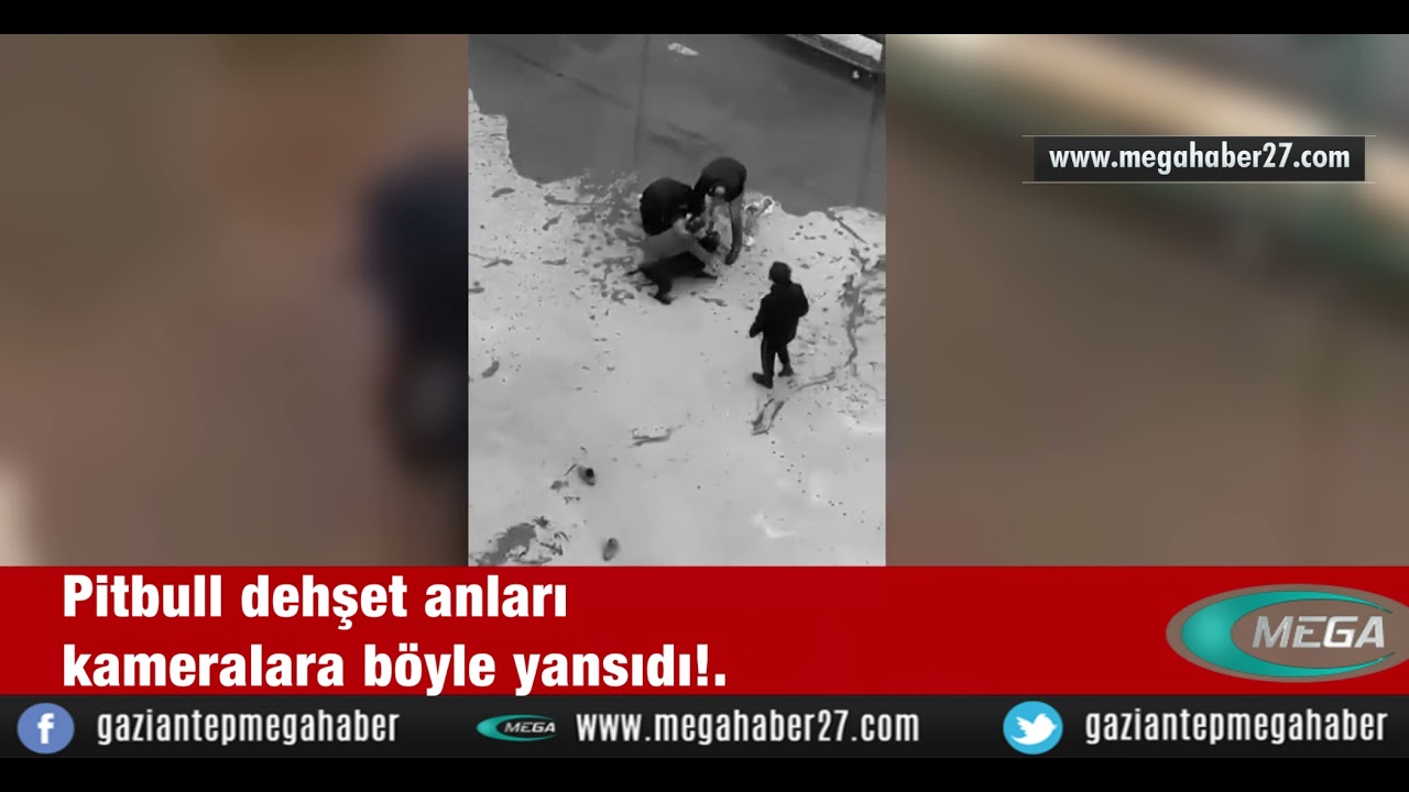 Pitbull dehşet anları kameralara böyle yansıdı!..