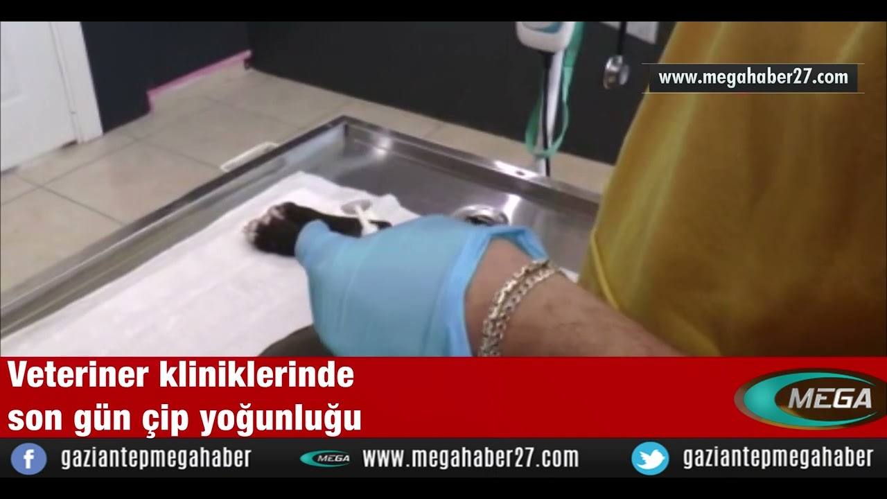 Veteriner kliniklerinde son gün çip yoğunluğu