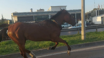 Bursa’da başıboş at ana yolda trafiği altüst etti