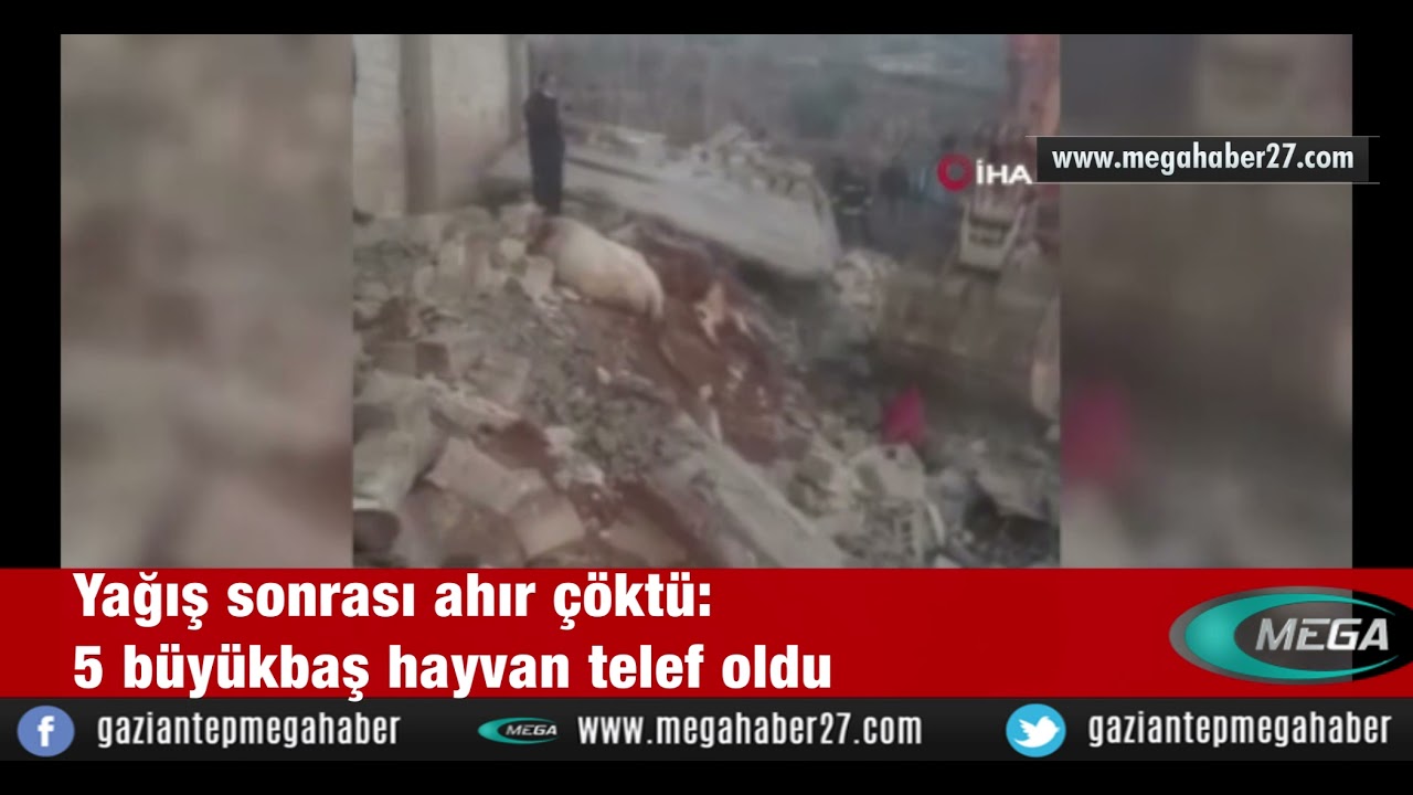 Yağış sonrası ahır çöktü: 5 büyükbaş hayvan telef oldu