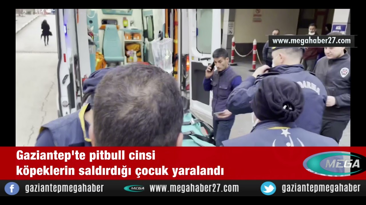 Pitbull cinsi iki köpeğin saldırdığı 4 yaşındaki çocuk ağır yaralandı